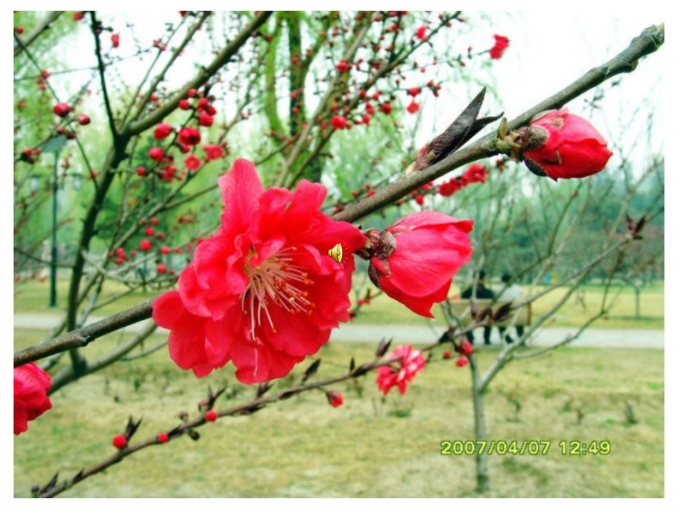 《蝉》教学课件_第1页