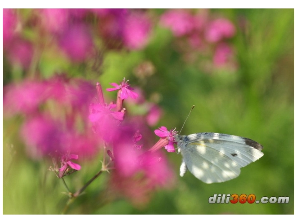 《蝉》教学课件_第3页