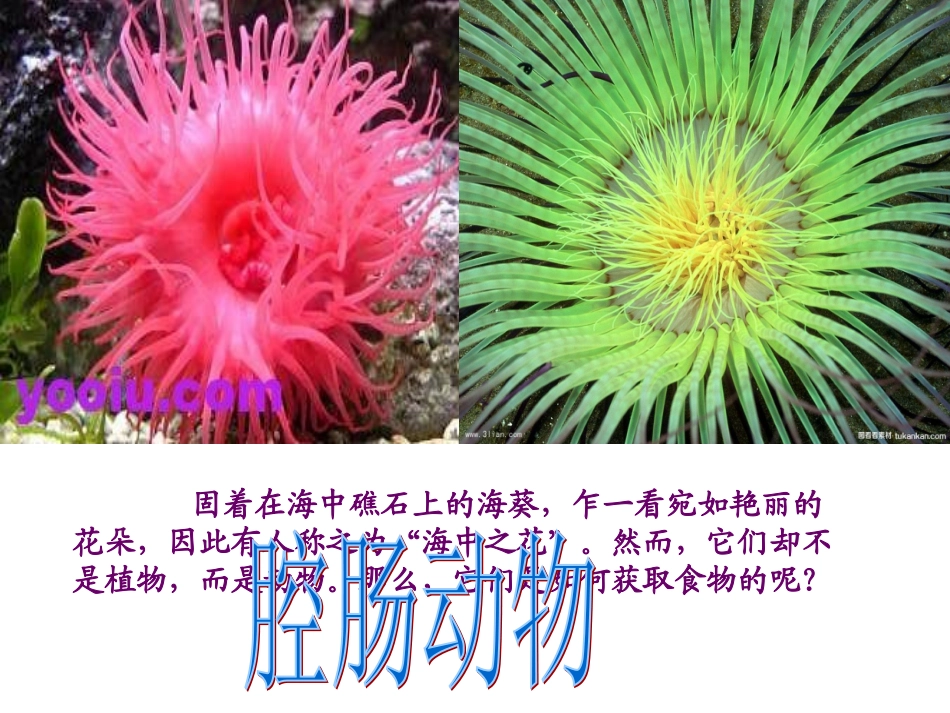 腔肠动物与扁形动物_第2页