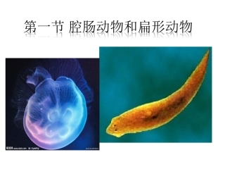 腔肠动物与扁形动物