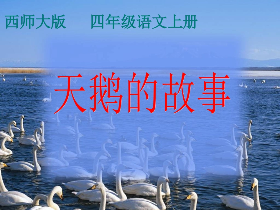 （西师大版）四年级语文上册课件天鹅的故事_第1页