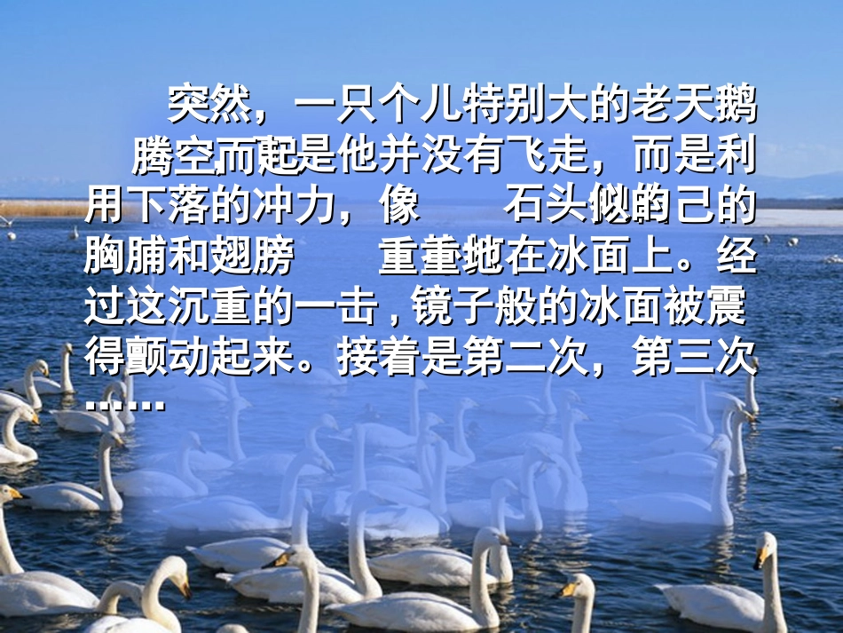 （西师大版）四年级语文上册课件天鹅的故事_第2页