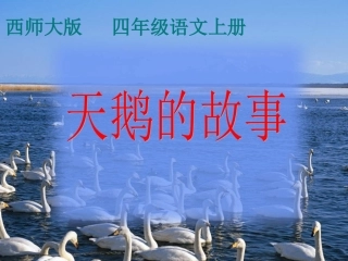 （西师大版）四年级语文上册课件天鹅的故事