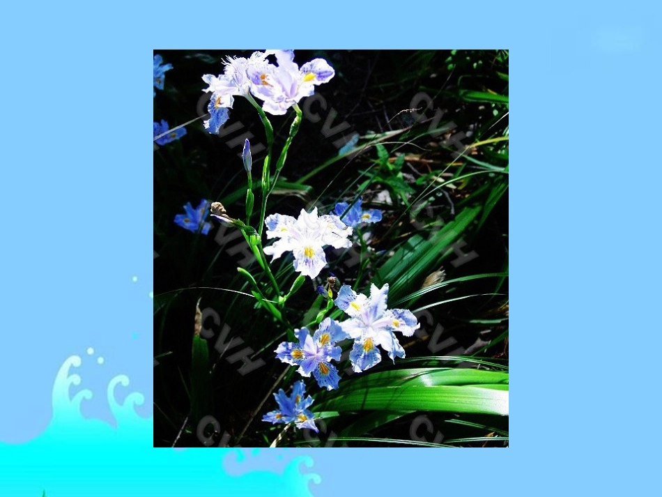 《蝴蝶花》课件（语文S版一年级下册课件）_第3页