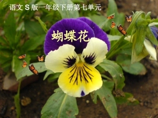 《蝴蝶花》课件（语文S版一年级下册课件）