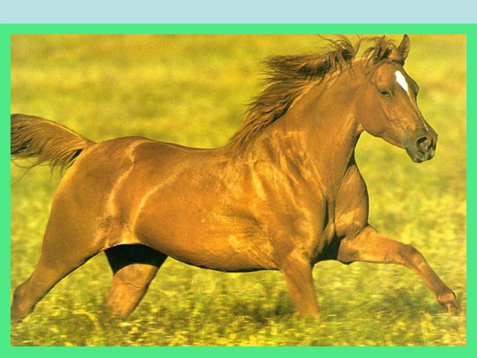 小学语文五年级上册北师大版《天马》课_第3页