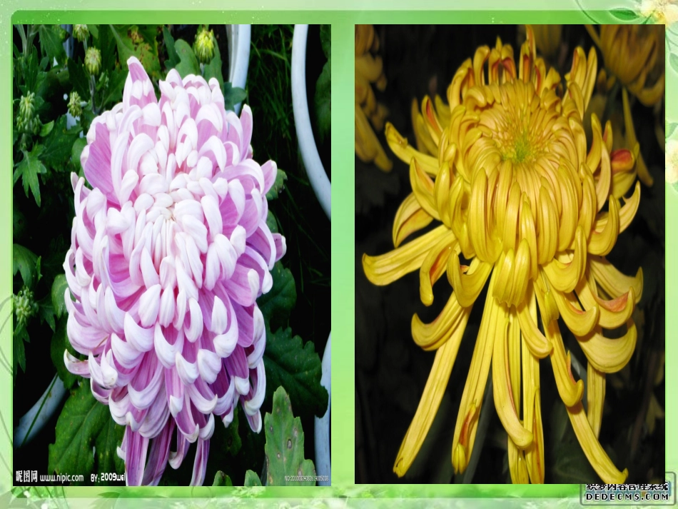 看菊花公开课PPT_第3页