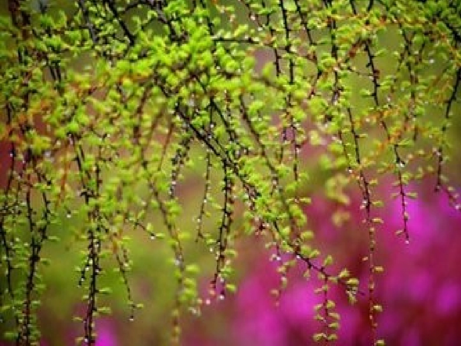 美丽的小兴安岭课件_第2页