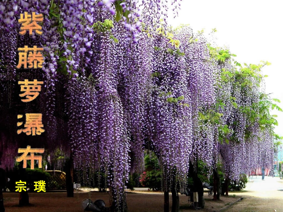 [名校联盟]江苏省常州市花园中学八年级语文教案：紫藤萝瀑布_第1页