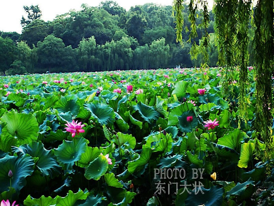 爱莲说（诵读经典）_第3页