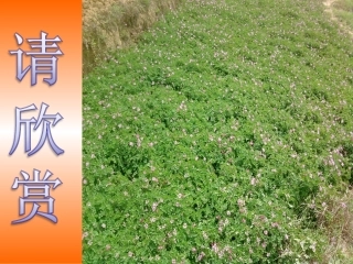 热闹的农民运动会