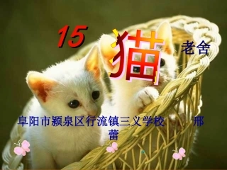 邢蕾四年级语文课件设计《猫》