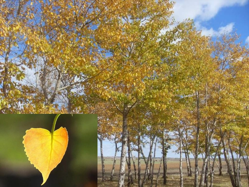 小班语言《小路》_第2页