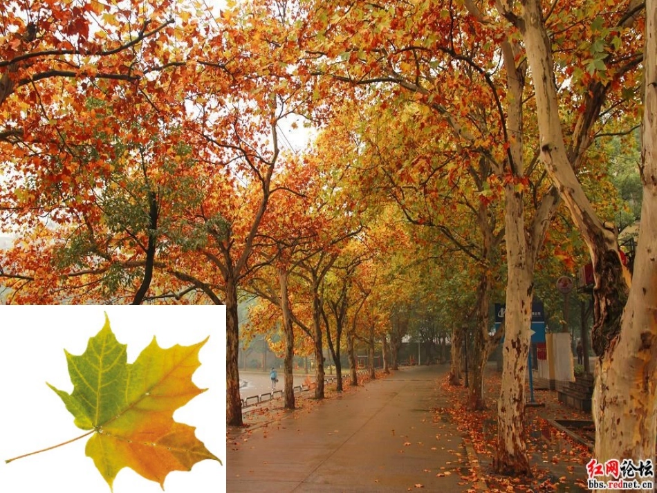 小班语言《小路》_第3页