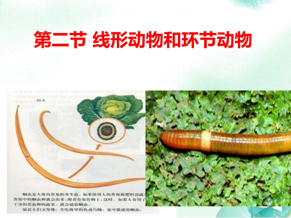 七年级人教版生物上册：生物的特征(教用)课件_第2页
