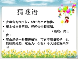 《爬山虎的脚》课件