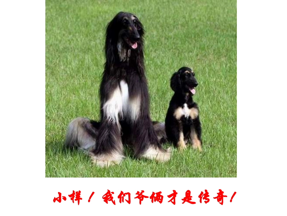 第三节《DNA的复制》_第3页