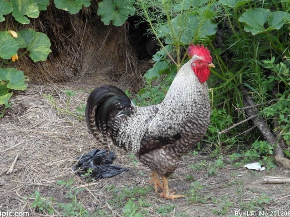 第七课《神气的大公鸡》_第3页