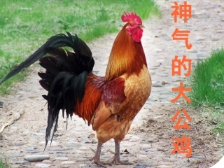 第七课《神气的大公鸡》