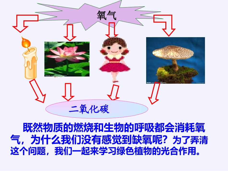 第一节光合作用吸收二氧化碳释放氧气_第2页