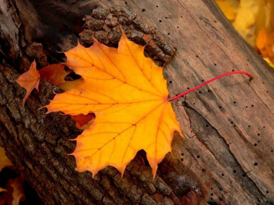 口语交际：秋游_第3页