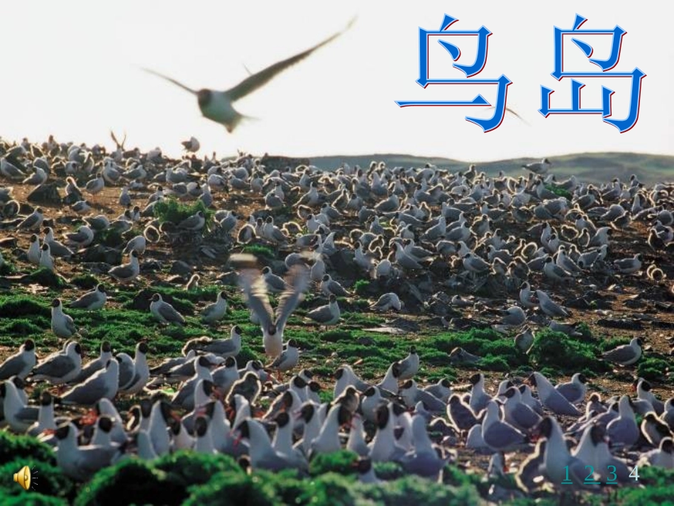 《鸟岛》课件_第1页
