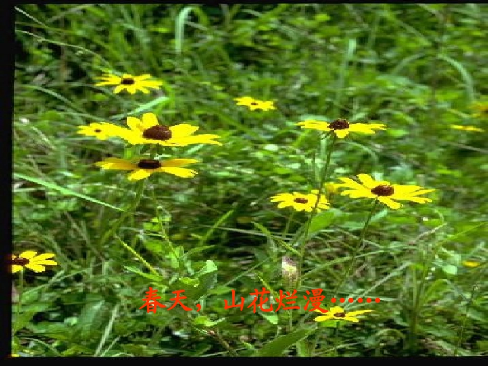 鄂教版一年级下册《春晓》_第2页