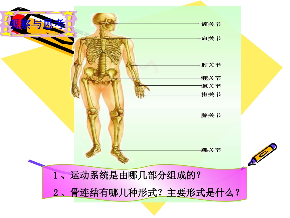 动物的运动，行为_第3页