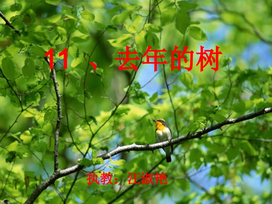 优秀教案评比_去年的树__课件_第1页