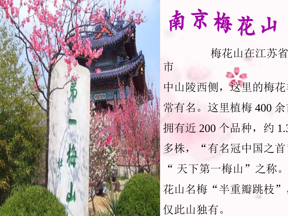 《春到梅花山》课件_第3页