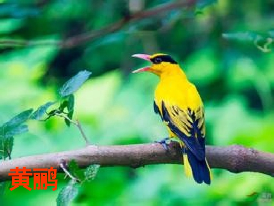 《翠鸟》、《燕子》_第3页