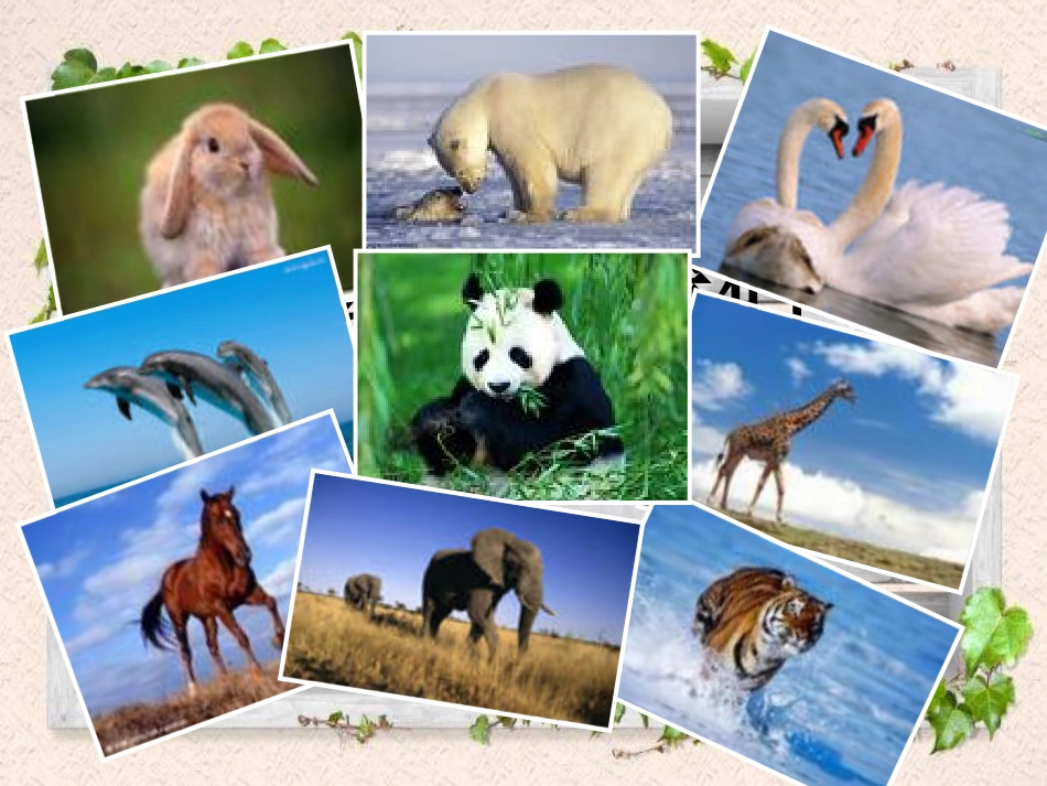 课件《白鹅》_第1页