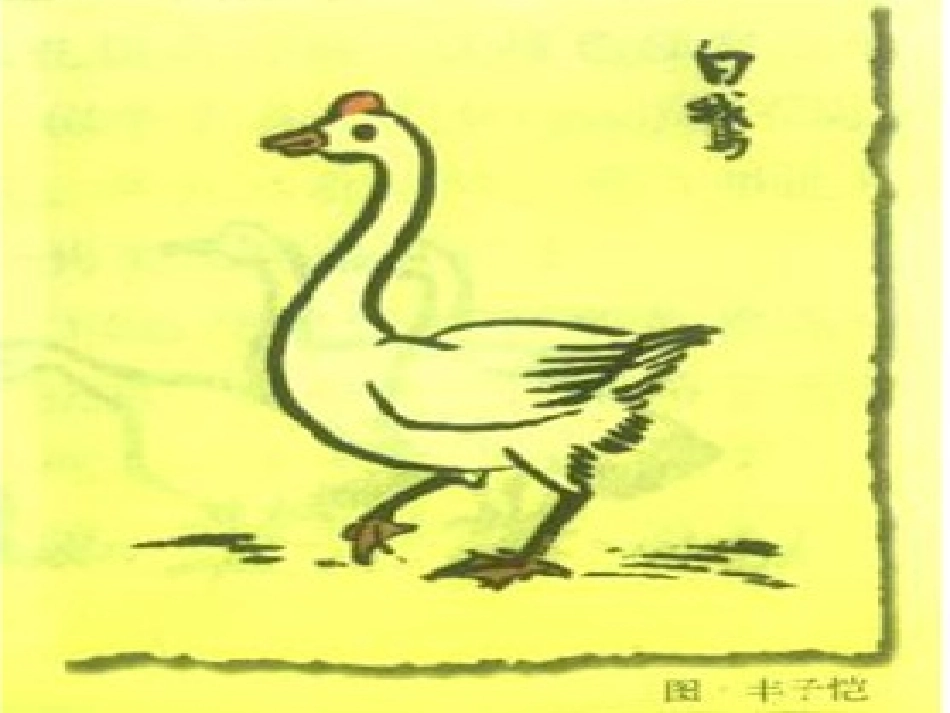 课件《白鹅》_第3页