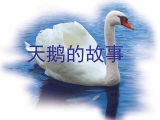 天鹅的故事-副本