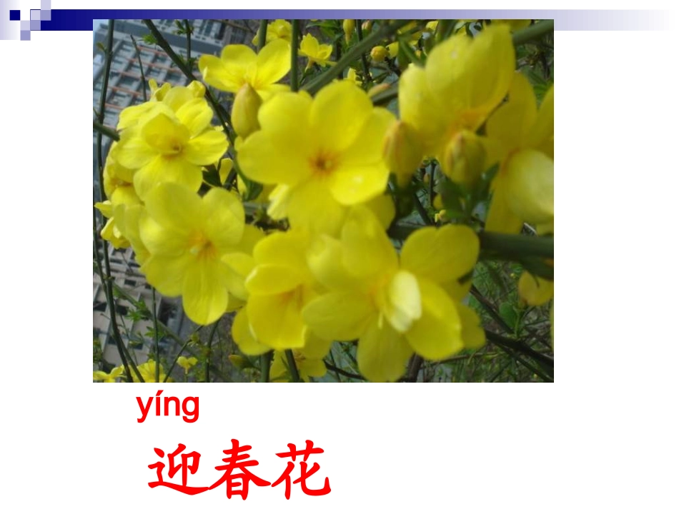 语文一下《花名歌》课件_第3页