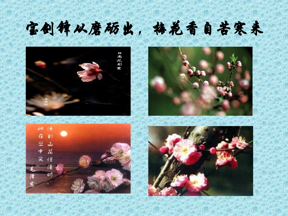 （苏教版）七年级下《卜算子咏梅》_第2页