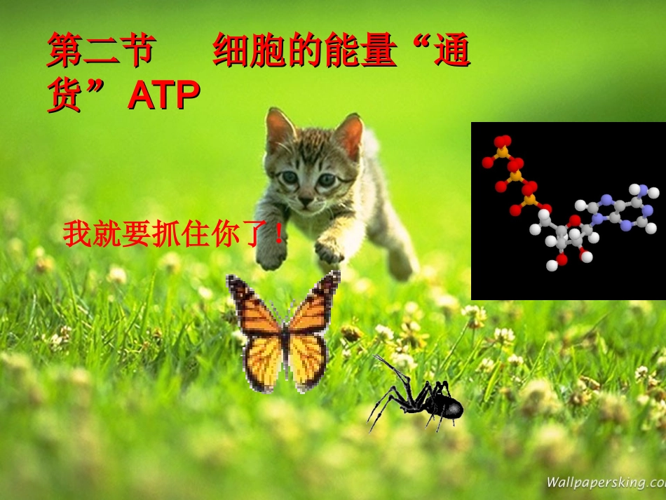 第二节细胞的能量“通货”ATP_第2页