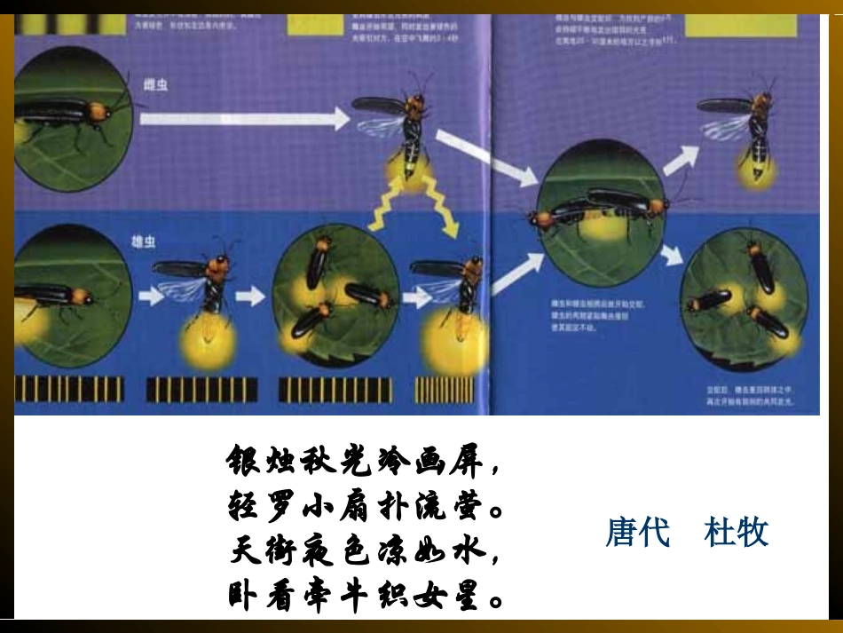 第二节细胞的能量“通货”ATP_第3页