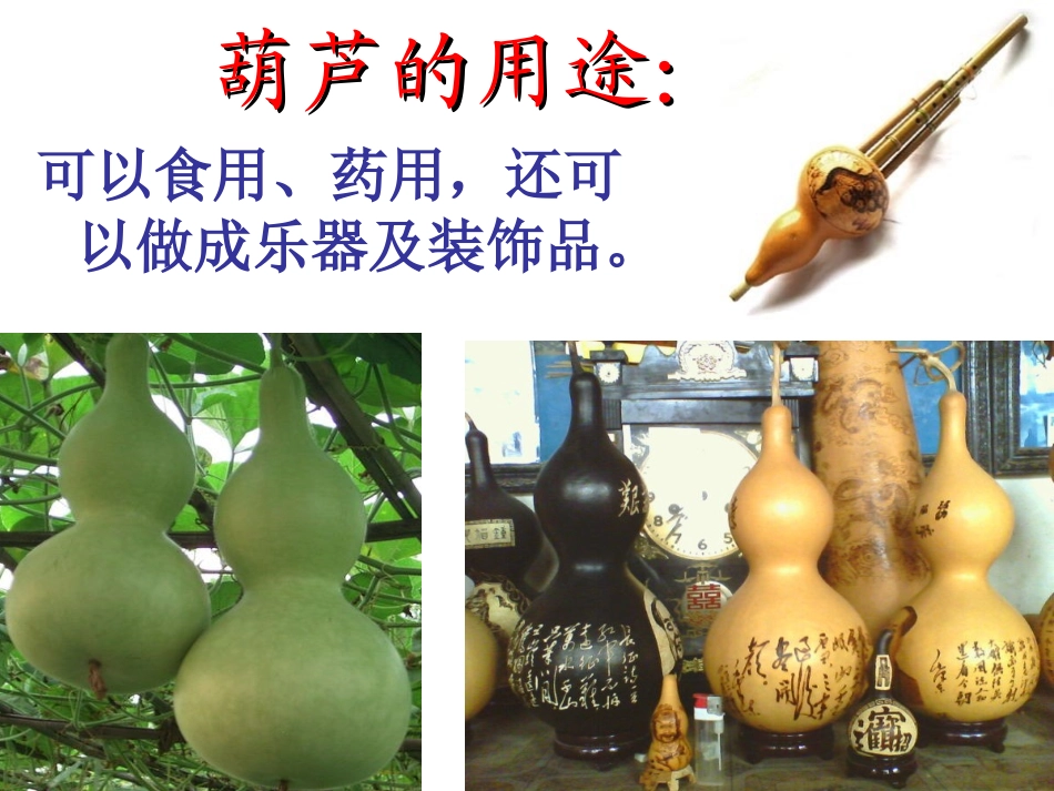 人教二上语文《我要的是葫芦》课件_第1页