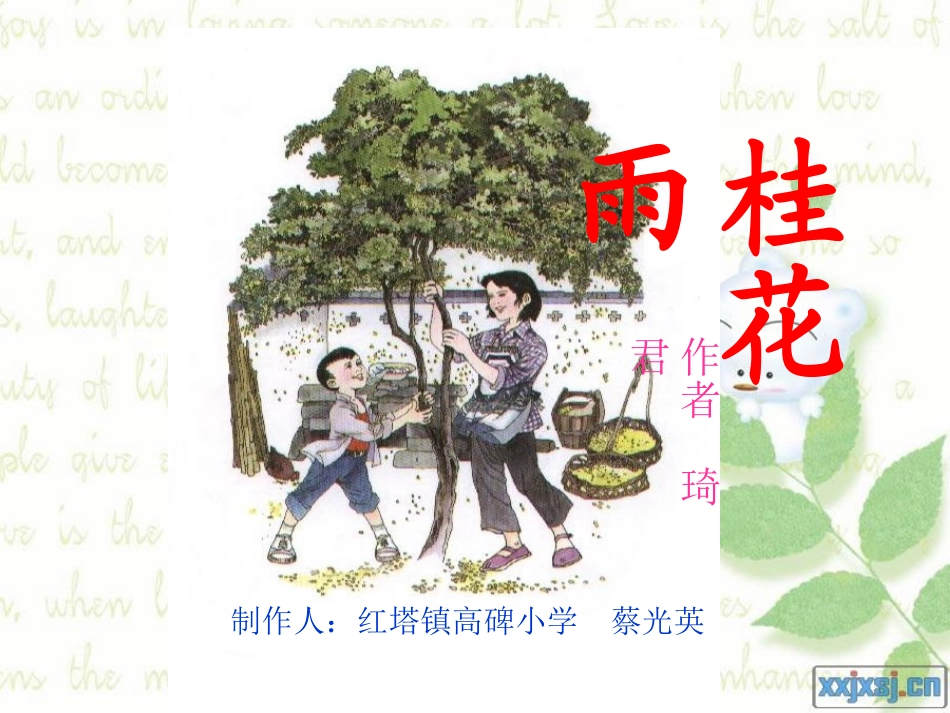 桂花雨教学课件_第1页