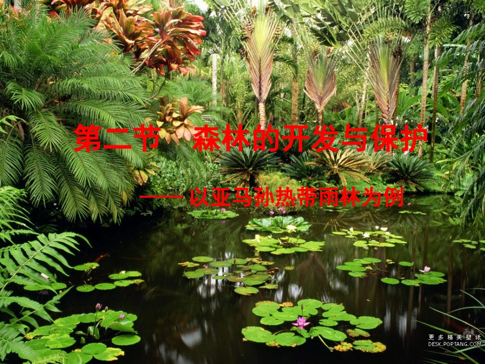 森林的开发和保护_第1页