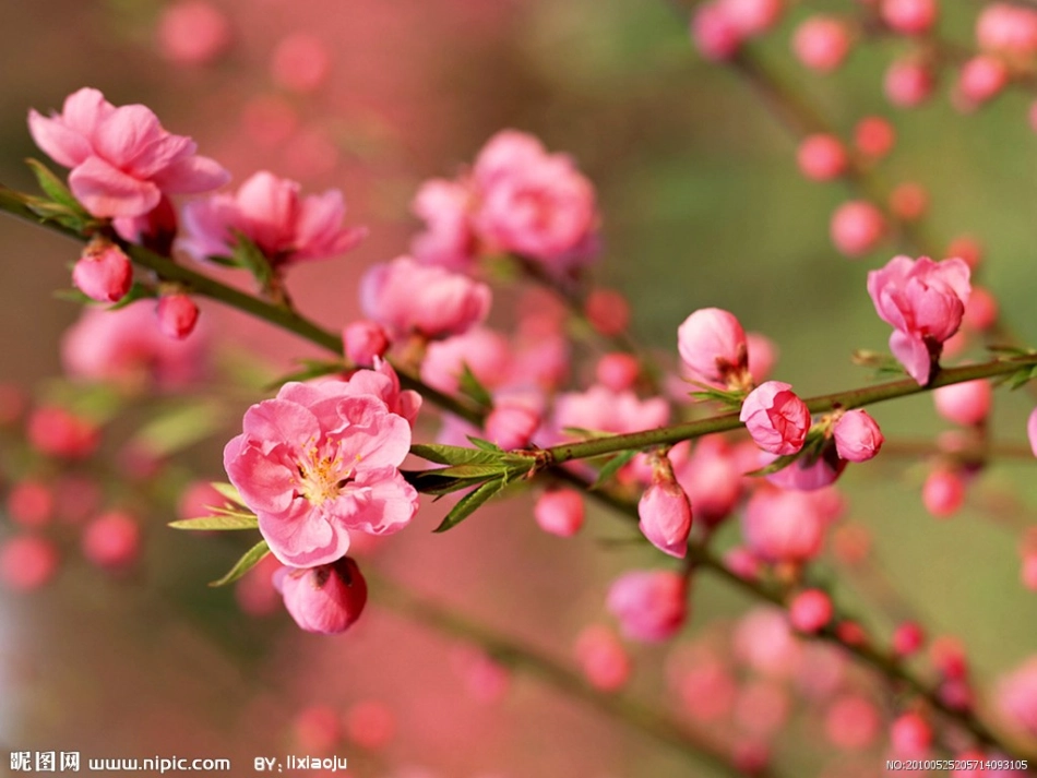 语言活动《春天来了》_第3页