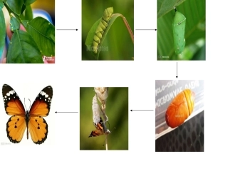 蝴蝶的演变过程