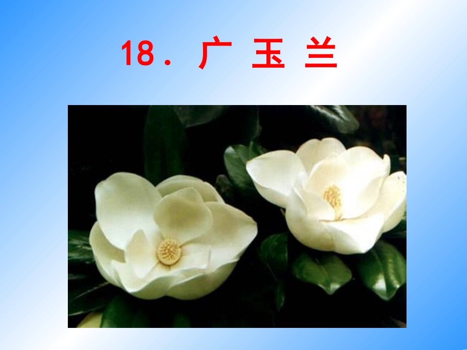 公开课《广玉兰》PPT课件_第1页