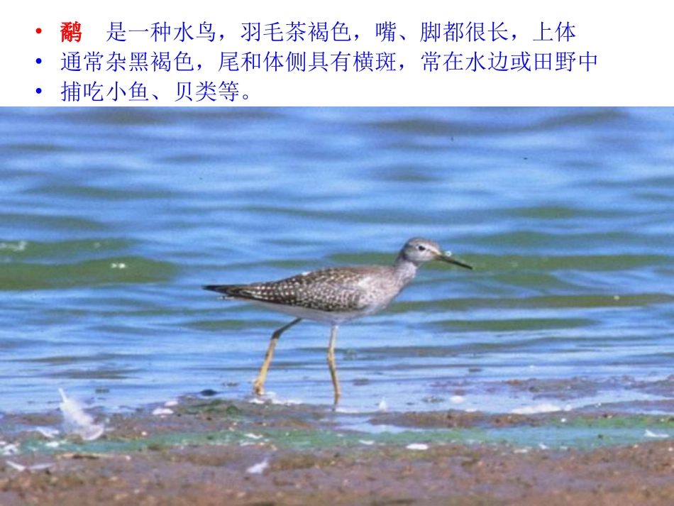 《鹬蚌相争》课件_第2页