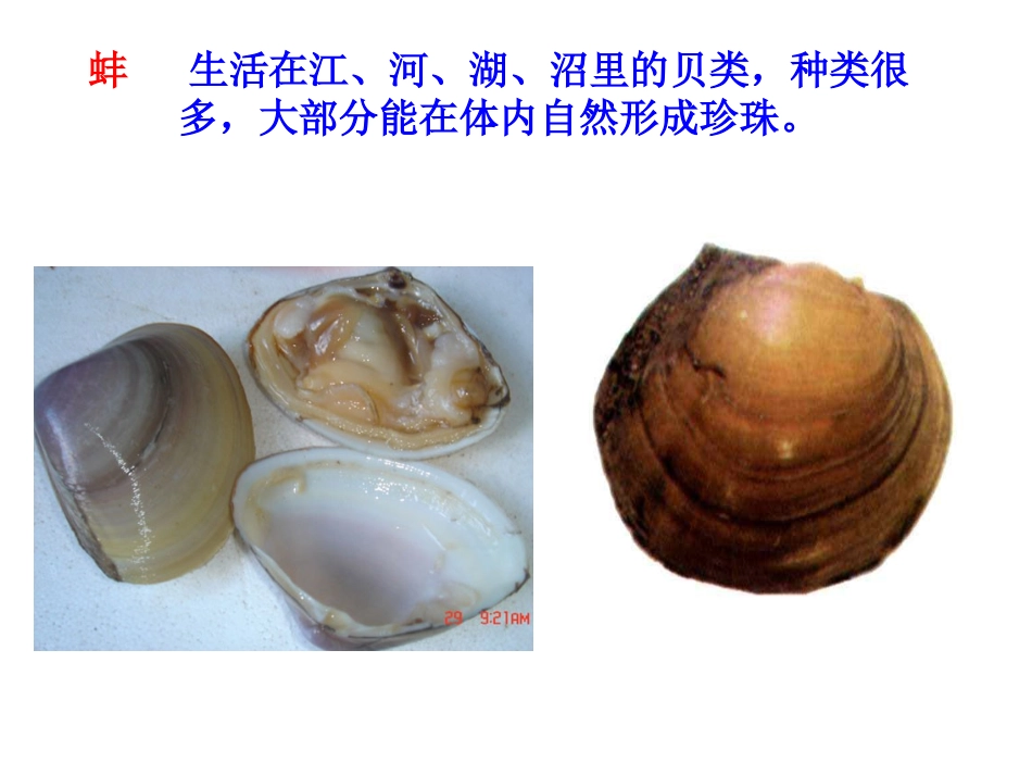 《鹬蚌相争》课件_第3页