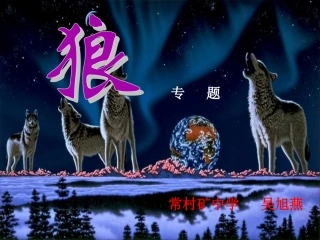 《狼》专题吴旭燕