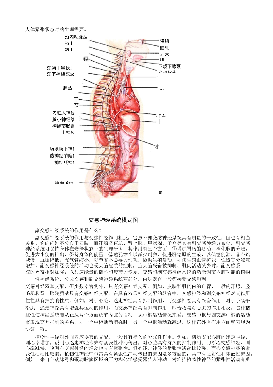神经节,交感与副交感神经系统_第3页
