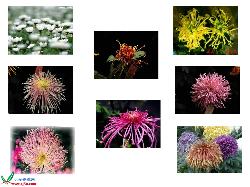 菊花_古诗三首___第2页