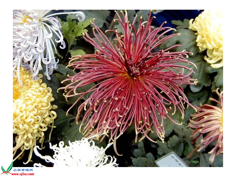 菊花_古诗三首___第3页